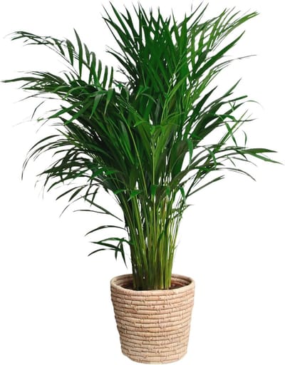 Areca Palm - Luchtreinigende Kamerplant - Groot (100 cm) en Onderhoudsvriendelijk
