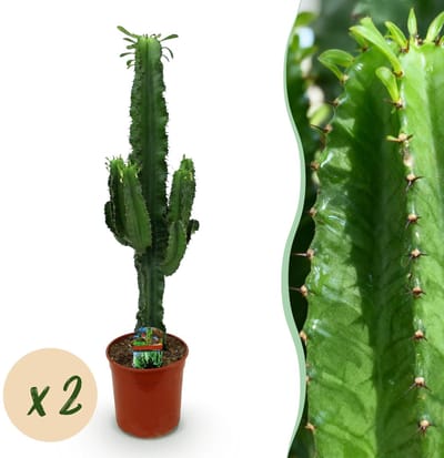 Green boutiQ - Kamerplant - Euphorbia eritrea - Afrikaanse melkboom - Cactus voor binnen - 2 Planten - Pot 19cm - Hoogte 70cm