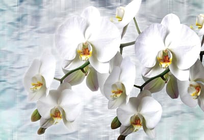 Fotobehang Flowers Orchids Texture | XXXL - 416cm x 254cm | 130g/m2 Vlies