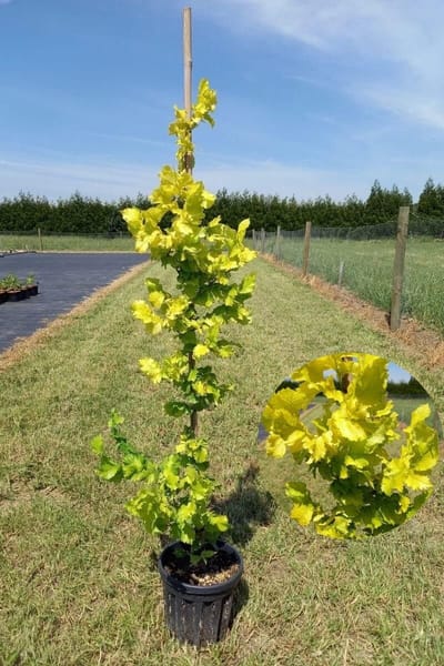 Jonge Goudiep boom | Ulmus hollandica 'Wredei' | 150-200cm hoogte