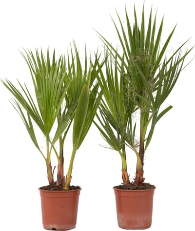 Plant in a Box - Washingtonia Robusta - Set van 2 - Mexicaanse Waaierpalm - Pot 15cm - Hoogte 50-60cm