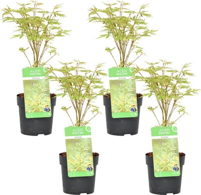 Bloomique - Set van 4 - Acer Palmatum Butterfly - Wit-Groen Blad - Japanse Esdoorn - Winterhard - Tuinplanten - Hoogte 25-40 cm - Pot 10,5 cm