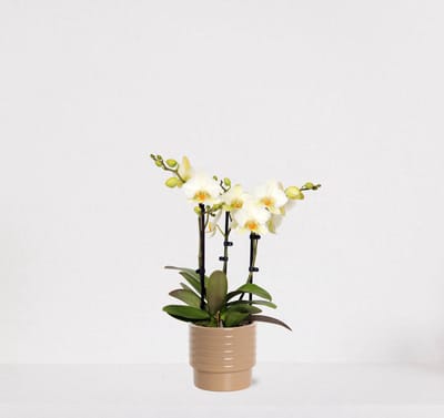 Phalaenopsis Multiflora wit in sierpot Liam Taupe – bloeiende witte Orchidee – kamerplant - 40-55cm - Ø13 – geleverd met plantenpot – vers uit de kwekerij