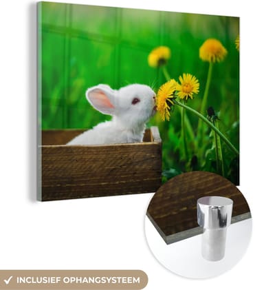 MuchoWow® Glasschilderij 40x30 cm - Schilderij acrylglas - Konijn - Paardenbloem - Gras - Foto op glas - Schilderijen