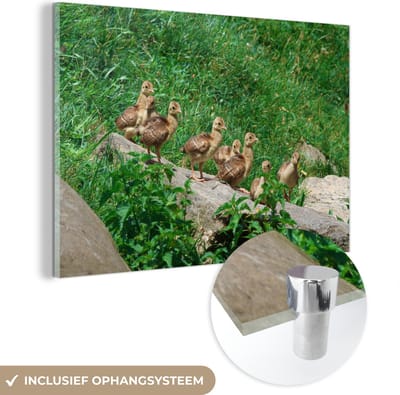 MuchoWow® Glasschilderij 60x40 cm - Schilderij acrylglas - Pauw - Vogels - Gras - Foto op glas - Schilderijen