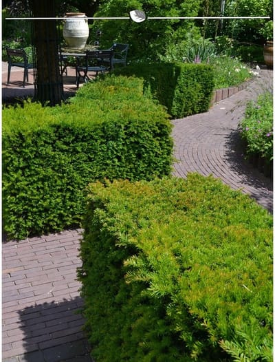 Venijnboom Taxus media Hillii 50-60 cm, 30x Haagplant