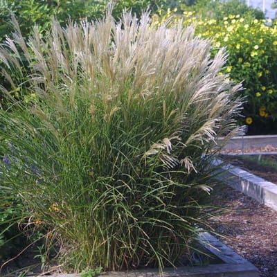 25 x Prachtriet met Pluim - Hoog Siergras Winterhard - Miscanthus sinensis 'Kleine Silberspinne' in 9x9 cm pot met hoogte 5-10cm