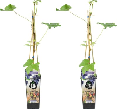 Bloomique - Set van 2 - Vitis Vinifera Boskoop Glory - Druivenplant - Blauwe Druiven - Fruitplanten - Tuinplanten - Winterhard - Hoogte 50-70 cm - Pot 15 cm