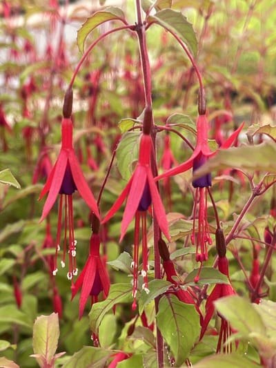 6x Bellenplant - Fuchsia hybr. 'Riccartonii' | 9x9 cm pot