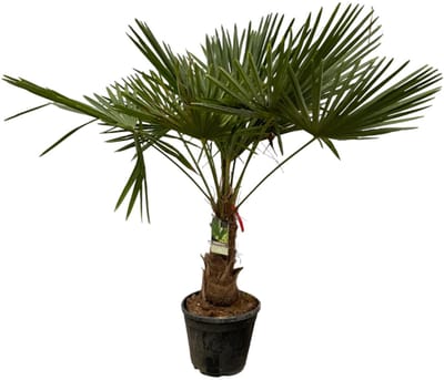 Chinese waaierpalm - Trachycarpus Fortuneii ca 180-200 cm- Ø40cm