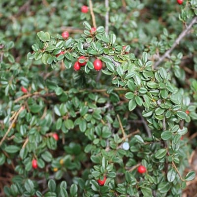 6 x Cotoneaster Suecicus 'Skogholm' Dwergmispel pot 9x9cm