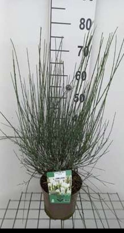 Cytisus 'White Lion' - Brem , Geitenklaver 40- 60 cm in pot