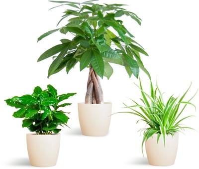 De Diervriendelijke Plantenbox met sierpot Viber Wit, bevat 3 niet-giftige kamerplanten, verschillen in bladkleur, vorm en hoogte,Potmaat 12 cm, Hoogte varieert van 20 tot 35cm