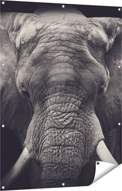 Gards Tuinposter Olifantenkop - Olifant - Zwart Wit - 90x120 cm - Tuindoek - Tuindecoratie - Wanddecoratie buiten - Tuinschilderij