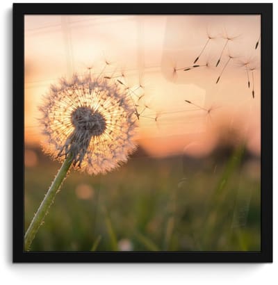 Poster in lijst - Fotolijst 40x40 cm - Posters - Paardenbloem - Zonsondergang - Veld - Posterlijst zwart - Decoratie - Wanddecoratie woonkamer - Muurdecoratie slaapkamer