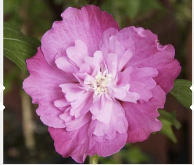 Hibiscus syriacus 'Purple Ruffles' - Tuinhibiscus, Altheastruik, Heemstroos 40 - 60 cm in pot
