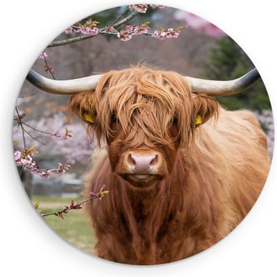 Saammp Muurcirkel Hout - Schotse Hooglander Koe in de wei - Landschap - Dieren - Natuur - Ø 90 - Wandcirkel - Wanddecoratie Cirkel - muurdecoratie Woonkamer - Slaapkamer decoratie - Rond Schilderij