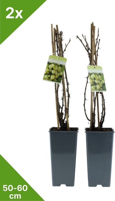 GARDENZO - Kruisbes Groen in 2 liter pot - 50-60 cm set van 2