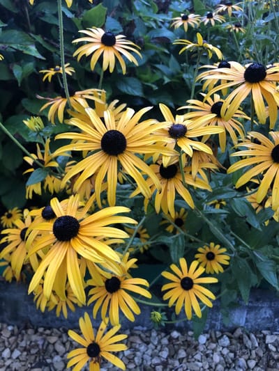 6x Zonnehoed - Rudbeckia Fulgida 'Goldsturm ' | 9x9 cm pot