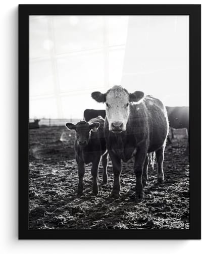 Poster in lijst - Fotolijst 30x40 cm - Posters - Koeien - Zwart - Wit - Posterlijst zwart - Decoratie - Wanddecoratie woonkamer - Muurdecoratie slaapkamer