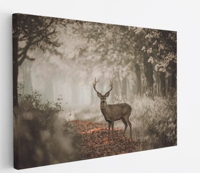 Saammp Canvas Schilderij - Hert in bos tijdens de lente - Natuur - Dieren - 45x30 - Foto op canvas - Wanddecoratie - Muurdecoratie Woonkamer - Slaapkamer decoratie - Canvas Print