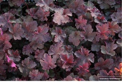12 x Heuchera Heuchera 'Chocolate Ruffles'® PURPERKLOKJE in 9x9cm