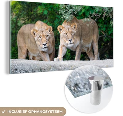 MuchoWow® Glasschilderij 40x20 cm - Schilderij acrylglas - Leeuwinnen - Wilde dieren - Jacht - Foto op glas - Schilderijen