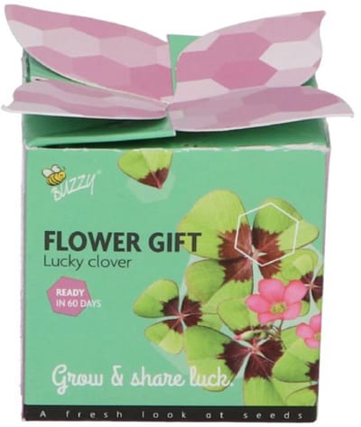 Klaver (Trifolium) - Buzzy Flower Gift (Display 48x) tje Vier - Snijbloemen - (Ook)-Voor in huis - Bodembedekkers