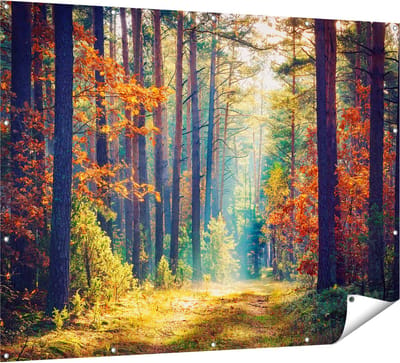 Gards Tuinposter Herfstbos met Zonneschijn - Kleur - 160x120 cm - Tuindoek - Tuindecoratie - Wanddecoratie buiten - Tuinschilderij