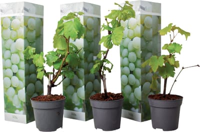 Plant in a Box - Druivenplanten - Set van 3 - Vitis Vinifera - Witte Druif - Winterhard - Pot 9cm - Hoogte 25-40cm