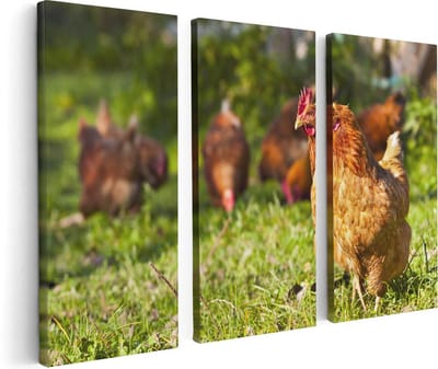 Artaza Canvas Schilderij Drieluik Kippen in het Gras - 120x80 - Foto Op Canvas - Canvas Print