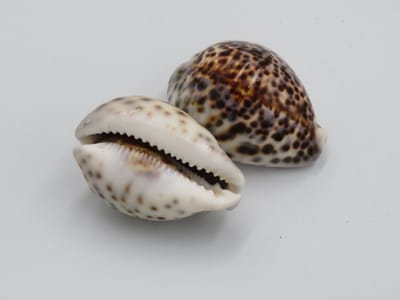 10x Tijger schelp "Cypraea Tigris" - decoratie schelp - handgemaakte sieraden - zomer decor - nautische decoratie - beachy vibes