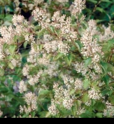 2 x Stephanandra tanakae - Grote Kransspirea 30- 40 cm in pot
