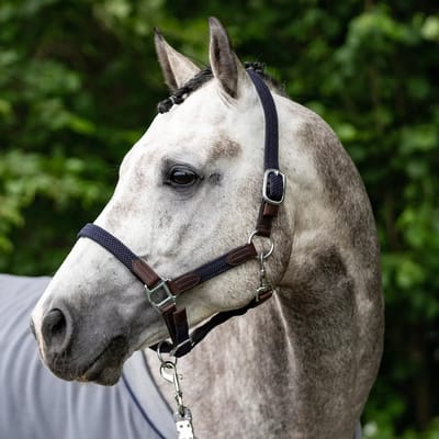 Halster voor paarden USG Ponylove