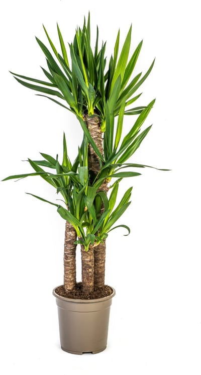 Plantenboetiek.nl | Yucca Elephantipes - Ø21cm - 90-110cm hoog - Kamerplant - Groenblijvend