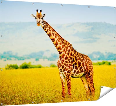Gards Tuinposter Giraffe in het Veld - 160x120 cm - Tuindoek - Tuindecoratie - Wanddecoratie buiten - Tuinschilderij