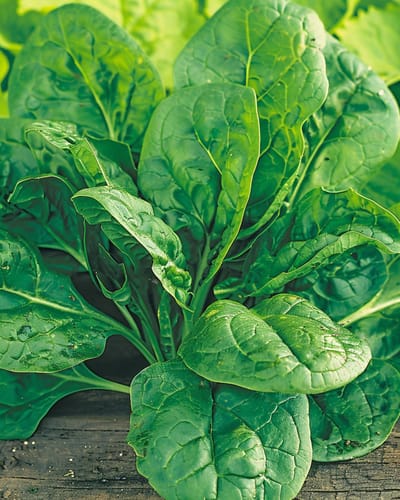 2 sets - Spinazie Amsterdams Reuzenblad Zaden Spinacia Oleracea Eenjarig 15g