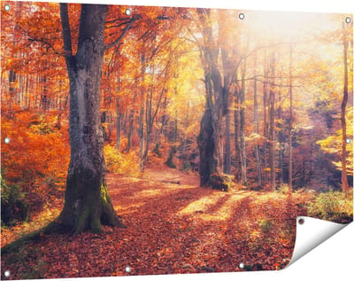 Gards Tuinposter Oranje Herfstbos met Zonneschijn - 120x80 cm - Tuindoek - Tuindecoratie - Wanddecoratie buiten - Tuinschilderij
