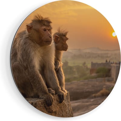 Artaza Dibond Muurcirkel Twee Apen Bekijken De Zonsondergang - Ø 50 cm - Klein - Wandcirkel - Rond Schilderij - Voor Binnen en Buiten
