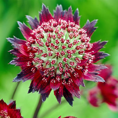 6x Astrantia major 'Moulin Rouge'® Pot 9x9cm - Prachtige plant voor in de tuin