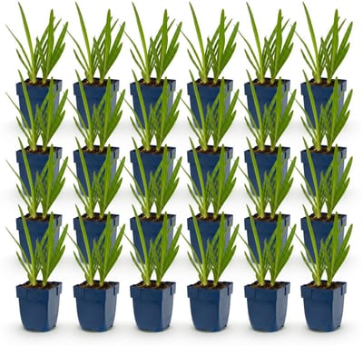 Green boutiQ - Vasteplant - Agapanthus africanus - Afrikaanse Lelie - Bijen en Vlinderlokkers - Blauw - 24 Planten - Pot 11cm - Hoogte 15-25cm