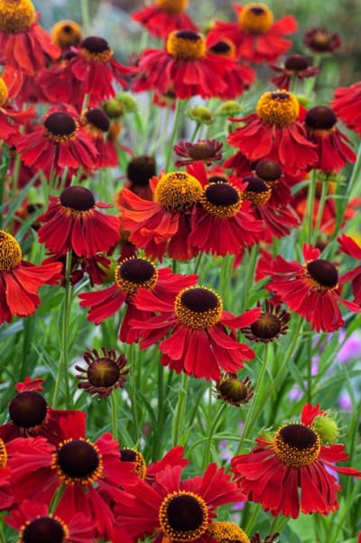 Plants Online - Tuinplanten - Vaste planten - Set van 1 - Helenium 'Moerheim Beauty' - 2 liter pot - Plant