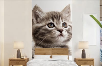 Behang - Fotobehang Poes - Grijs - Dieren - Breedte 120 cm x hoogte 240 cm