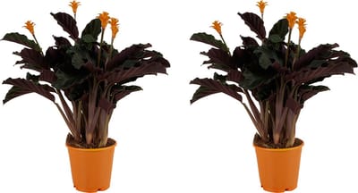 Bloomique - Set van 2 - Calathea Crocata - Eeuwige Vlam - Kamerplanten - Luchtzuiverend - Bloeiend - Gemakkelijk in onderhoud - Pot 14cm - 40-50cm Hoog