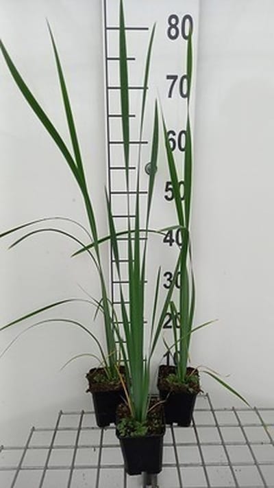 6x Baardloze iris - Iris sib. 'White Swirl' | 9x9 cm pot