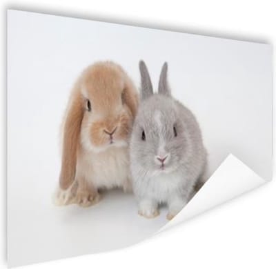 Twee konijnen Poster 180x120 cm - Foto print op Poster (wanddecoratie woonkamer / slaapkamer) / Huisdieren Poster XXL / Groot formaat!