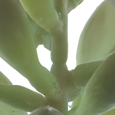 Erutan avon - Sinocrassula pick Guanita green 20 cm