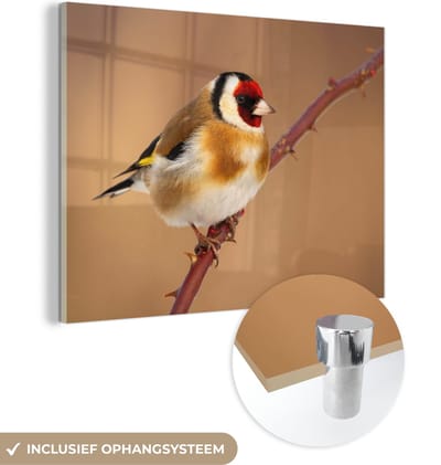 MuchoWow® Glasschilderij 40x30 cm - Schilderij acrylglas - Putter - Vogel - Dieren - Foto op glas - Schilderijen