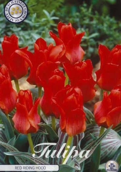 Red Riding Hood Greigii Tulpenbollen 10 stuks bolmaat 12+