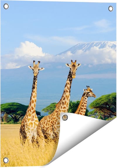 Gards Tuinposter Drie Giraffes in de Savanne - 40x50 cm - Tuindoek - Tuindecoratie - Wanddecoratie buiten - Tuinschilderij